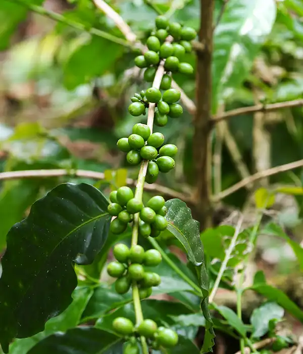 Maturing Green Coffee Fruits